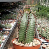 Euphorbia horrida v. striata alba