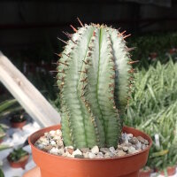 Euphorbia horrida v. striata alba