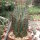 Euphorbia horrida v. striata alba