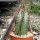 Euphorbia horrida v. striata alba