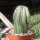 Euphorbia horrida v. striata alba