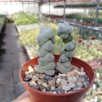 Crassula plegmatoides Holgat River