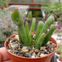Crassula ovata cv. Hobbit