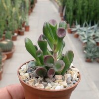 Crassula ovata cv. Hobbit