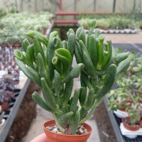 Crassula ovata cv. Hobbit