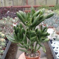 Crassula ovata cv. Hobbit