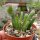 Crassula ovata cv. Hobbit