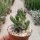 Crassula ovata cv. Hobbit