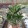Crassula ovata cv. Hobbit