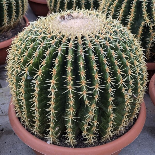 Echinocactus grusonii cv. Brevispinus XL