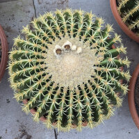 Echinocactus grusonii cv. Brevispinus XL