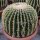 Echinocactus grusonii cv. Brevispinus XL