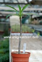 Pachypodium rutenbergianum v. meridionale