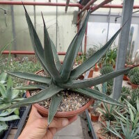 Agave cv. nigra