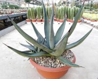 Agave cv. nigra