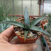Agave cv. nigra