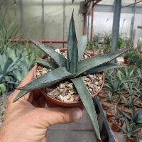 Agave cv. nigra