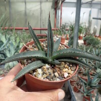 Agave cv. nigra