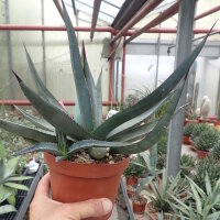 Agave cv. nigra