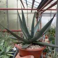Agave cv. nigra