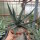 Agave cv. nigra