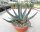 Agave cv. nigra