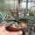 Agave cv. nigra