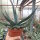 Agave cv. nigra