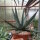 Agave cv. nigra