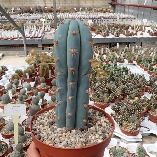 Trichocereus peruvianus cv. azureus