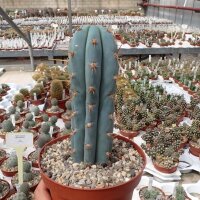 Trichocereus peruvianus cv. azureus