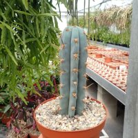 Trichocereus peruvianus cv. azureus