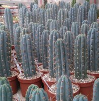 Trichocereus peruvianus cv. azureus