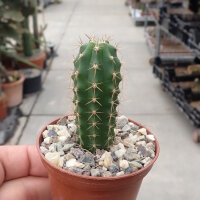 Trichocereus peruvianus cv. azureus
