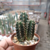 Trichocereus peruvianus cv. azureus