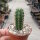 Trichocereus peruvianus cv. azureus