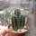 Trichocereus peruvianus cv. azureus