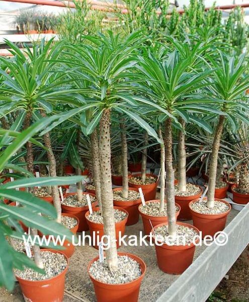 Pachypodium rutenbergianum v. meridionale XL