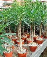Pachypodium rutenbergianum v. meridionale XL