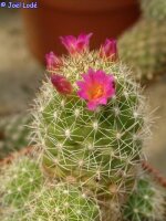 Mammillaria sphacelata FO 065