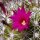 Mammillaria sphacelata FO 065