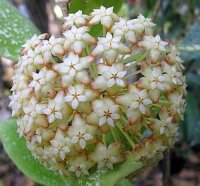 Hoya incrassata
