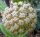 Hoya incrassata