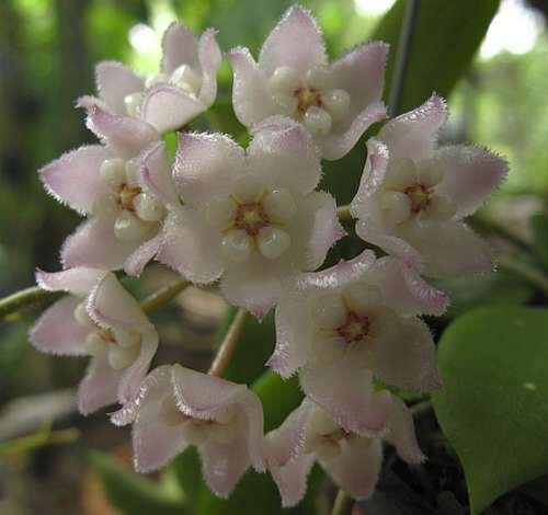 Hoya thomsonii Spotted Leaves