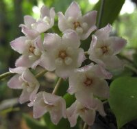 Hoya thomsonii Spotted Leaves