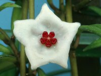 Hoya pauciflora