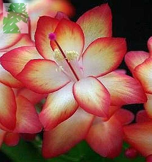 Schlumbergera-Hybr. Samba Brazil