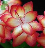 Schlumbergera-Hybr. Samba Brazil