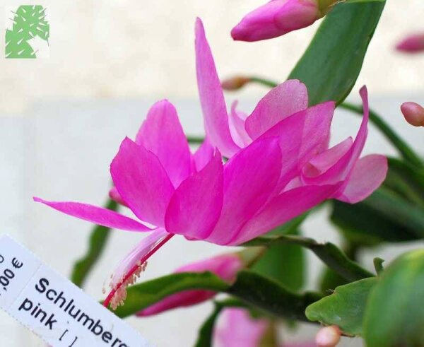 Schlumbergera-Hybr. Sonja