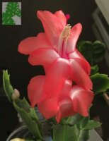 Schlumbergera-Hybr. Thor Bella